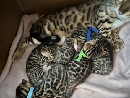 Wunderschöne reinrassige Bengalkitten 3 Jungs 2 Mädels