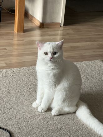 Deckkater sucht liebe Katzendame