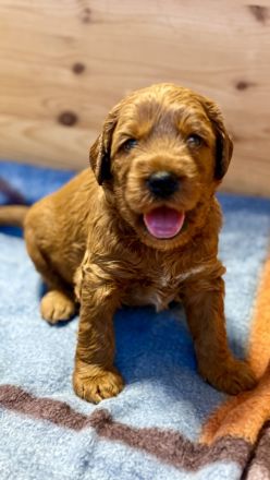 Labradoodle Medium / Klein