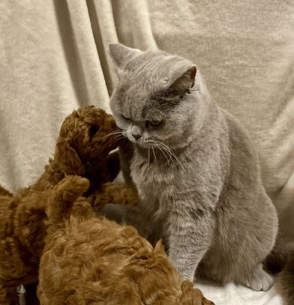 Labradoodle Medium / Klein