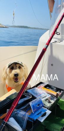 Labradoodle Medium / Klein