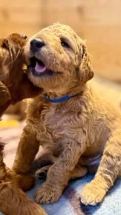 Labradoodle Medium / Klein