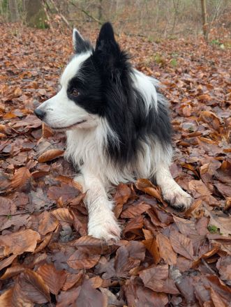 Lennox und Bounty zu vermitteln