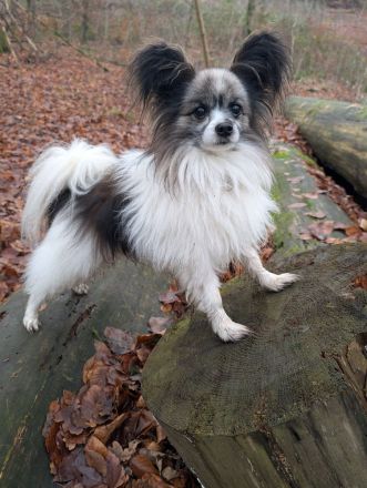 Lennox und Bounty zu vermitteln