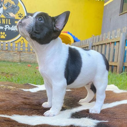 Französische Bulldoggenwelpen WhatsApp +49 179 1500349