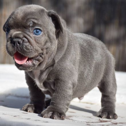 Französische Bulldoggenwelpen WhatsApp +49 179 1500349