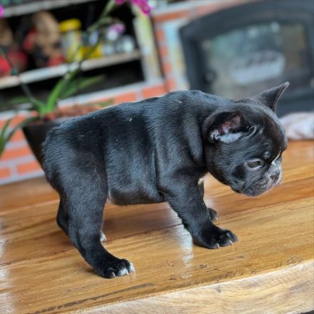 Französische Bulldoggenwelpen WhatsApp +49 179 1500349