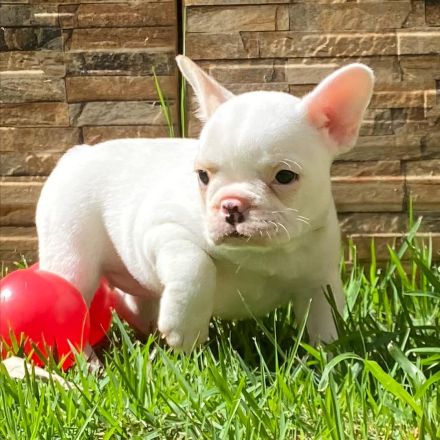 Französische Bulldoggenwelpen WhatsApp +49 179 1500349