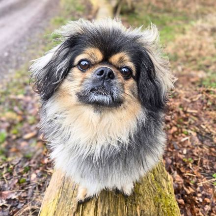 Maik in 33659 sucht sein Für-immer-Zuhause