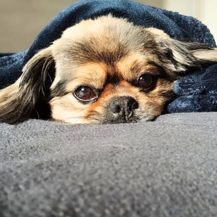 Maik in 33659 sucht sein Für-immer-Zuhause