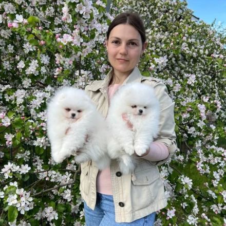 Superniedliche Pomeranian-Welpen  WhatsApp+49 179 1500349