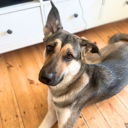 Ellie in 13595 Berlin sucht ihr Für-immer-Zuhause