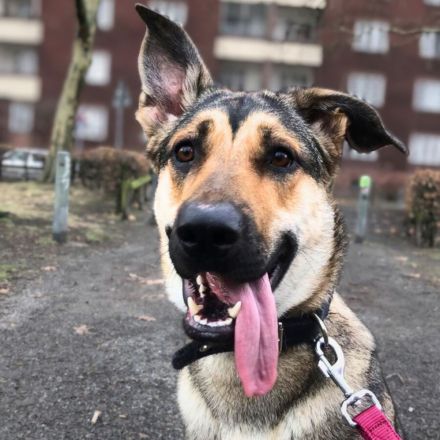 Ellie in 13595 Berlin sucht ihr Für-immer-Zuhause