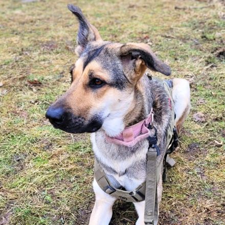 Ellie in 13595 Berlin sucht ihr Für-immer-Zuhause