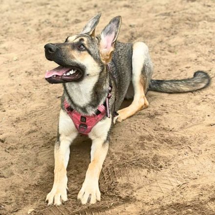 Ellie in 13595 Berlin sucht ihr Für-immer-Zuhause