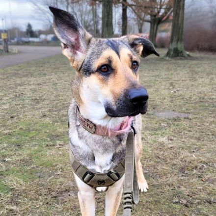 Ellie in 13595 Berlin sucht ihr Für-immer-Zuhause