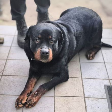 Pee-J in 01468 Moritzburg sucht sein Für-immer-Zuhause