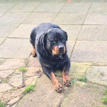 Pee-J in 01468 Moritzburg sucht sein Für-immer-Zuhause