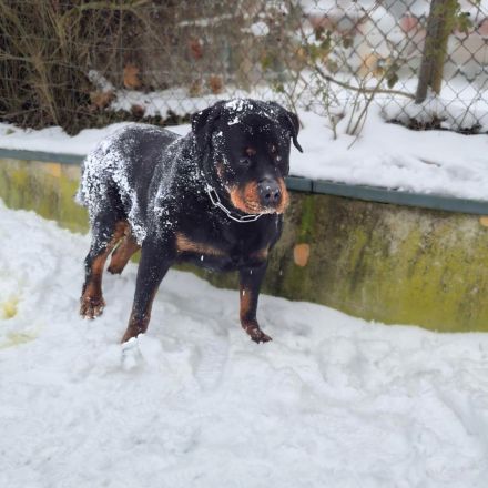 Pee-J in 01468 Moritzburg sucht sein Für-immer-Zuhause