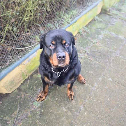 Pee-J in 01468 Moritzburg sucht sein Für-immer-Zuhause