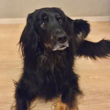 Arko in 48268 Greven sucht sein Für-immer-Zuhause