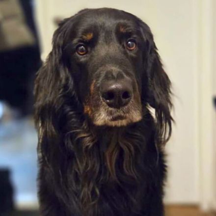 Arko in 48268 Greven sucht sein Für-immer-Zuhause