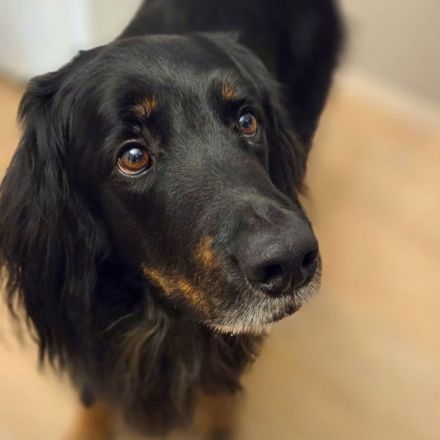 Arko in 48268 Greven sucht sein Für-immer-Zuhause