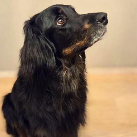 Arko in 48268 Greven sucht sein Für-immer-Zuhause