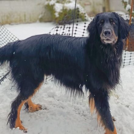 Arko in 48268 Greven sucht sein Für-immer-Zuhause