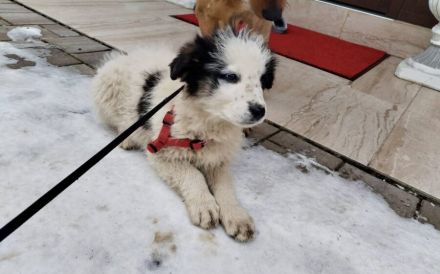 Schüchternes und sensibles Hundekind Ebbie