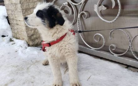 Schüchternes und sensibles Hundekind Ebbie