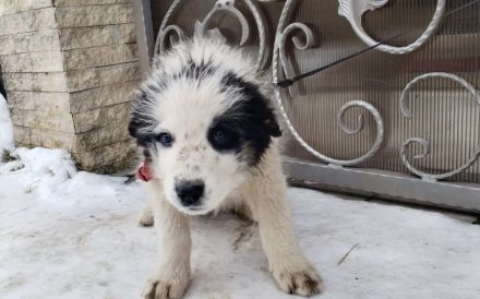 Schüchternes und sensibles Hundekind Ebbie