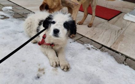 Schüchternes und sensibles Hundekind Ebbie