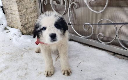 Schüchternes und sensibles Hundekind Ebbie