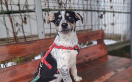 Welpen-Wirbelwind Cooki sucht Zuhause