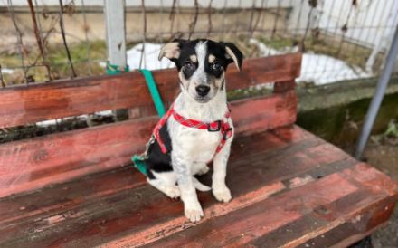 Welpen-Wirbelwind Cooki sucht Zuhause