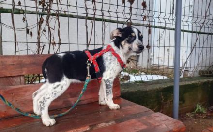 Welpen-Wirbelwind Cooki sucht Zuhause