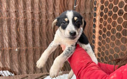 Welpen-Wirbelwind Cooki sucht Zuhause