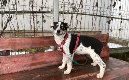 Welpen-Wirbelwind Cooki sucht Zuhause