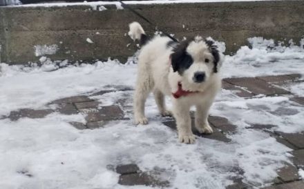 Lass dich von Kindra um die Pfote wickeln