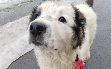 Lass dich von Kindra um die Pfote wickeln