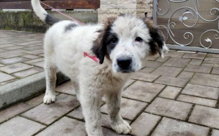 Lass dich von Kindra um die Pfote wickeln