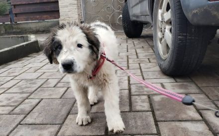 Lass dich von Kindra um die Pfote wickeln