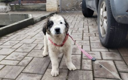 Lass dich von Kindra um die Pfote wickeln