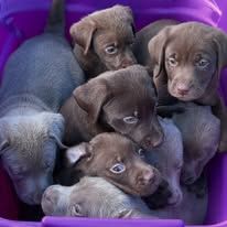 Wir bieten Labrador Retriever an.