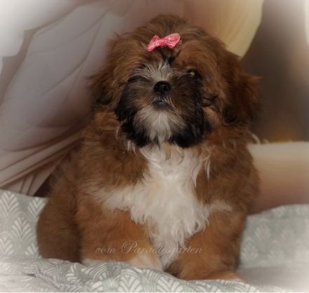 Shih Tzu Welpenhündin BONNY