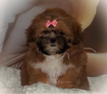 Shih Tzu Welpenhündin BONNY