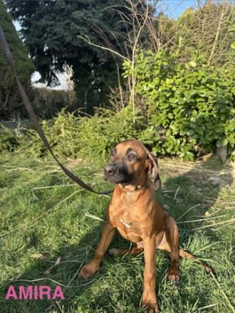 Rhodesian Ridgeback Welpen – reinrassig, gesund & gut sozialisiert