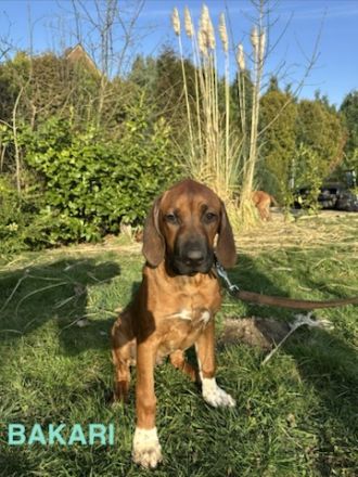 Rhodesian Ridgeback Welpen – reinrassig, gesund & gut sozialisiert