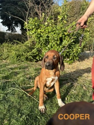 Rhodesian Ridgeback Welpen – reinrassig, gesund & gut sozialisiert